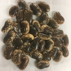 Painted Lady Runner Bean Seeds